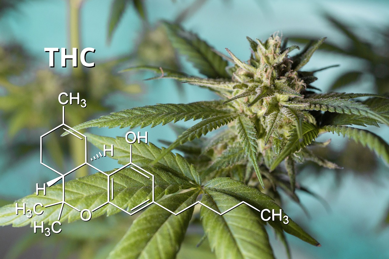 CBD vs. THC